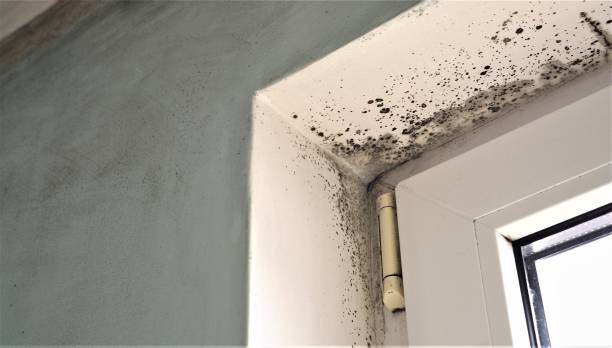 Best Residential Mold Inspection & Testing  in East Village, CT