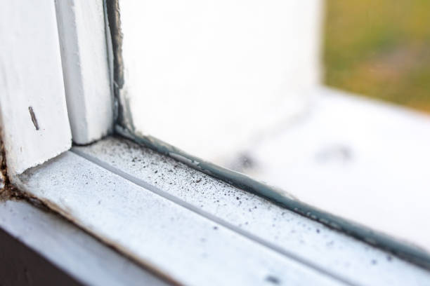 Best Environmental Consulting for Mold Prevention  in East Village, CT