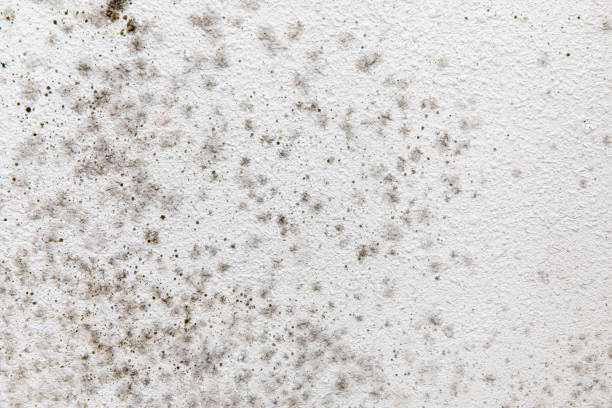 Best Biohazard Mold Removal  in East Village, CT
