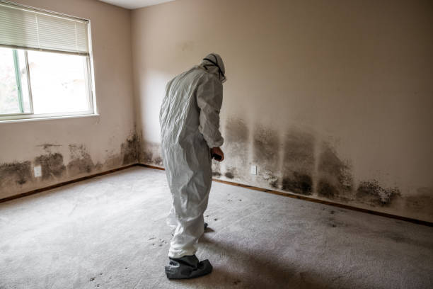 Best Emergency Mold Remediation  in East Village, CT