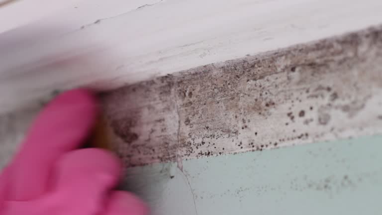 Best Mold Damage Restoration  in East Village, CT